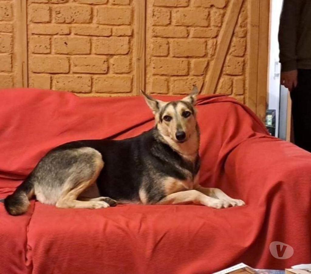 Vente Vendée Bois de Cene - 85710 - Photos Vivastreet Luna chienne croisé à adopter