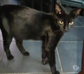 Chat MOUMOUNE à l adoption