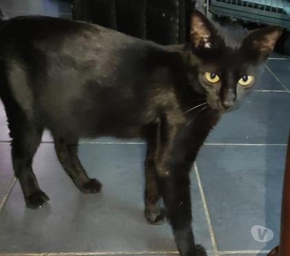 Don animaux St Romain de Lerps Ardèche - Photos Vivastreet Chat MOUMOUNE à l adoption