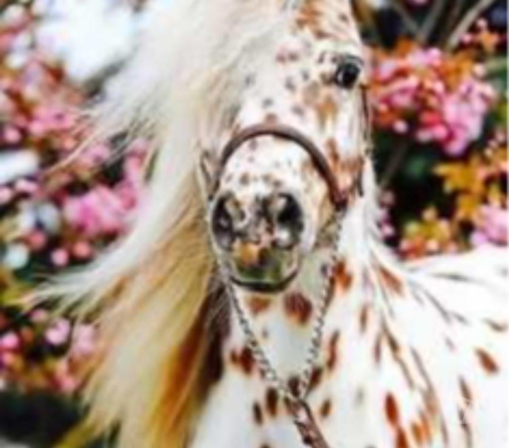 Services, accessoires animaux Saône-et-Loire Prety - 71290 - Photos Vivastreet BALLADES EN BORD DE SAONE