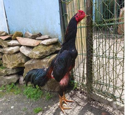 Vente animaux Chantonnay Vendée - Photos Vivastreet Coq poule aventure