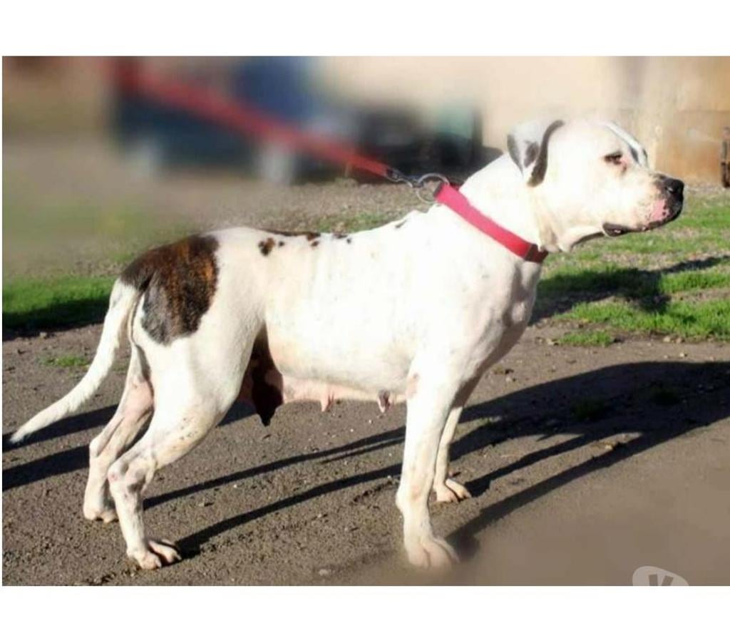 Vente Loire-Atlantique Petit Mars - 44390 - Photos Vivastreet ORANE, Bouledogue Américain croisée Dogue Argentin