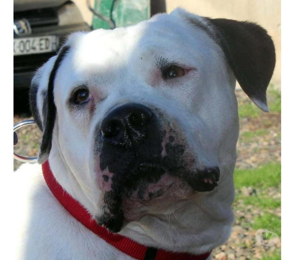 Vente Loire-Atlantique Petit Mars - 44390 - Photos Vivastreet ORANE, Bouledogue Américain croisée Dogue Argentin