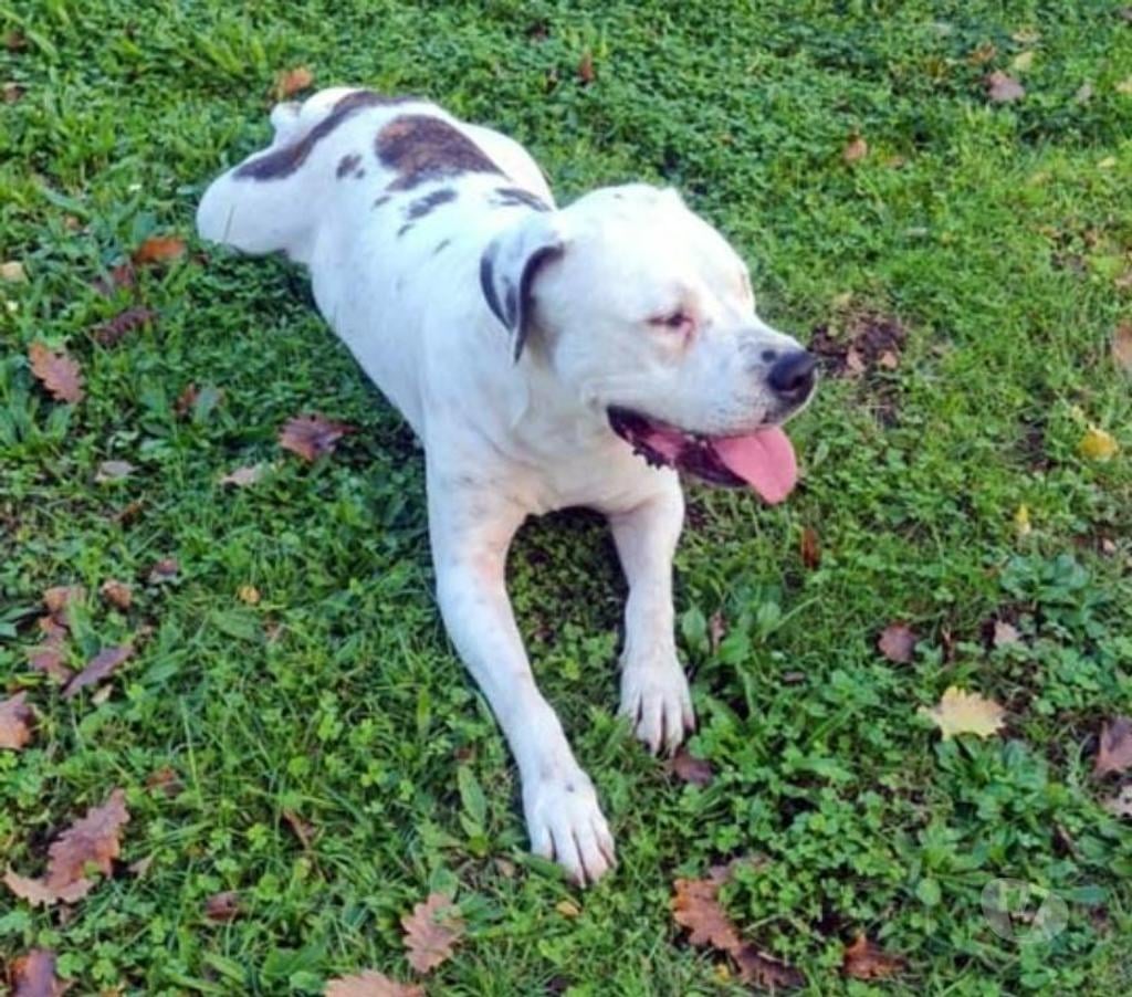 Vente Loire-Atlantique Petit Mars - 44390 - Photos Vivastreet ORANE, Bouledogue Américain croisée Dogue Argentin