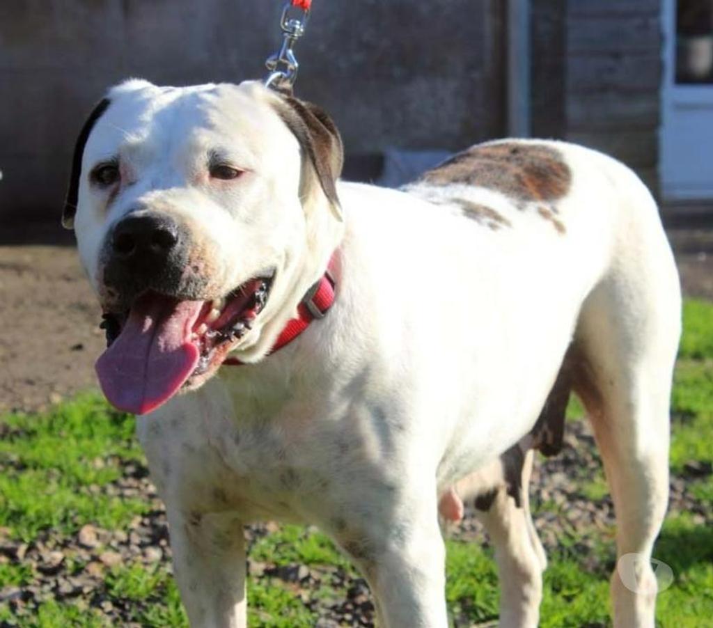 Vente Loire-Atlantique Petit Mars - 44390 - Photos Vivastreet ORANE, Bouledogue Américain croisée Dogue Argentin