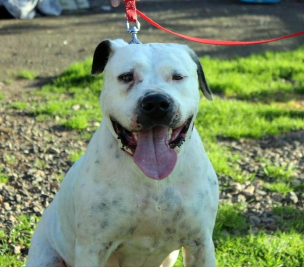 Vente Loire-Atlantique Petit Mars - 44390 - Photos Vivastreet ORANE, Bouledogue Américain croisée Dogue Argentin