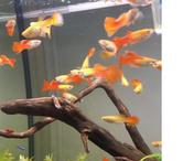 GUPPY DE 2 A 3CM
