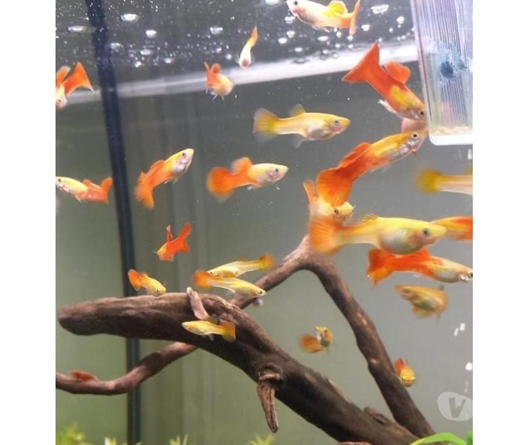 Vente Indre-et-Loire Athee sur Cher - 37270 - Photos Vivastreet GUPPY DE 2 A 3CM