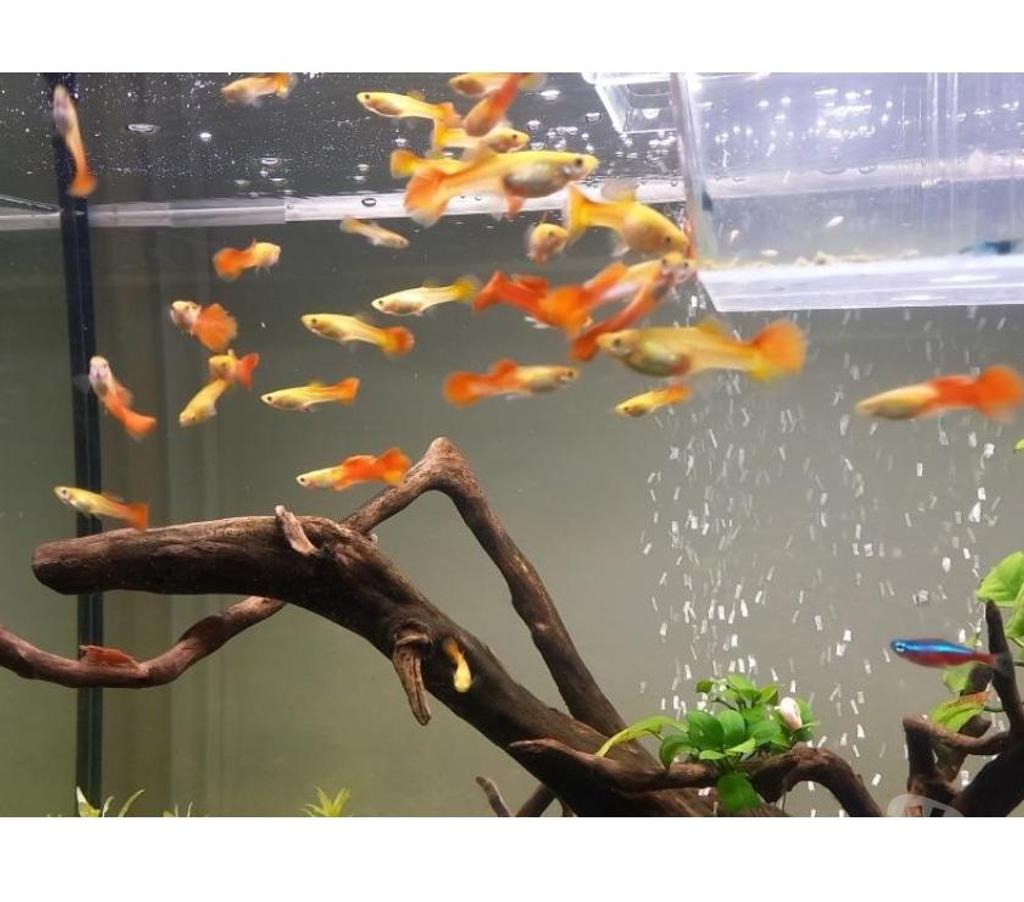 Vente Indre-et-Loire Athee sur Cher - 37270 - Photos Vivastreet GUPPY DE 2 A 3CM