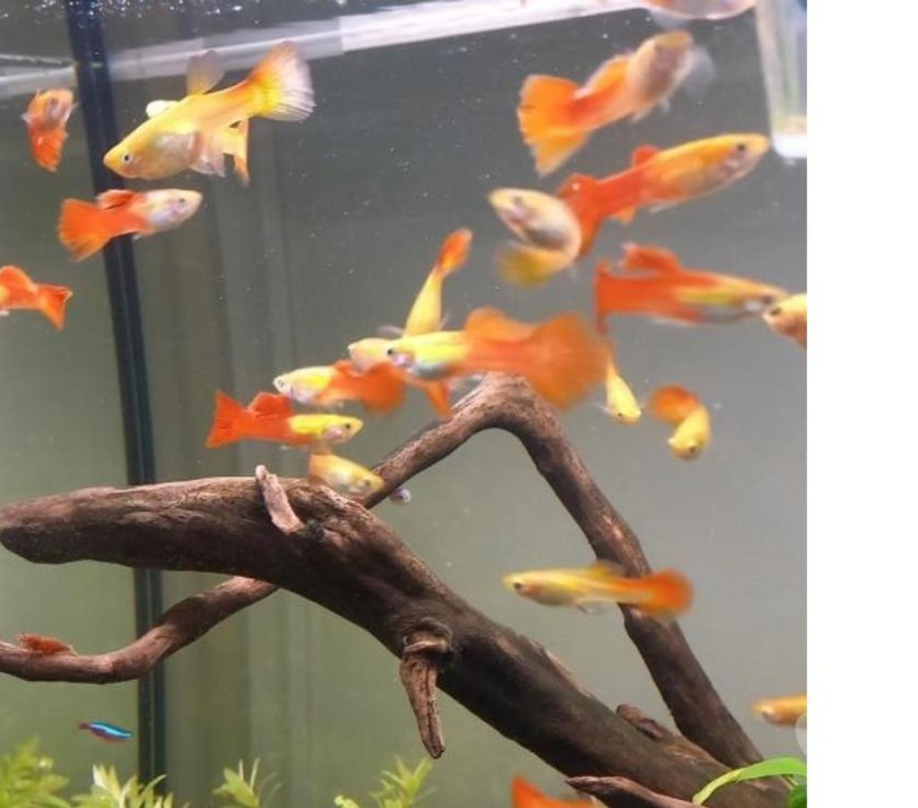Vente Indre-et-Loire Athee sur Cher - 37270 - Photos Vivastreet GUPPY DE 2 A 3CM