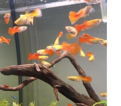 Vente animaux Athee sur Cher Indre-et-Loire - Photos Vivastreet GUPPY DE 2 A 3CM