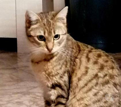 Don animaux Carcassonne Carcassonne - Photos Vivastreet Pop Corn chatte tigrée 6 mois A ADOPTER