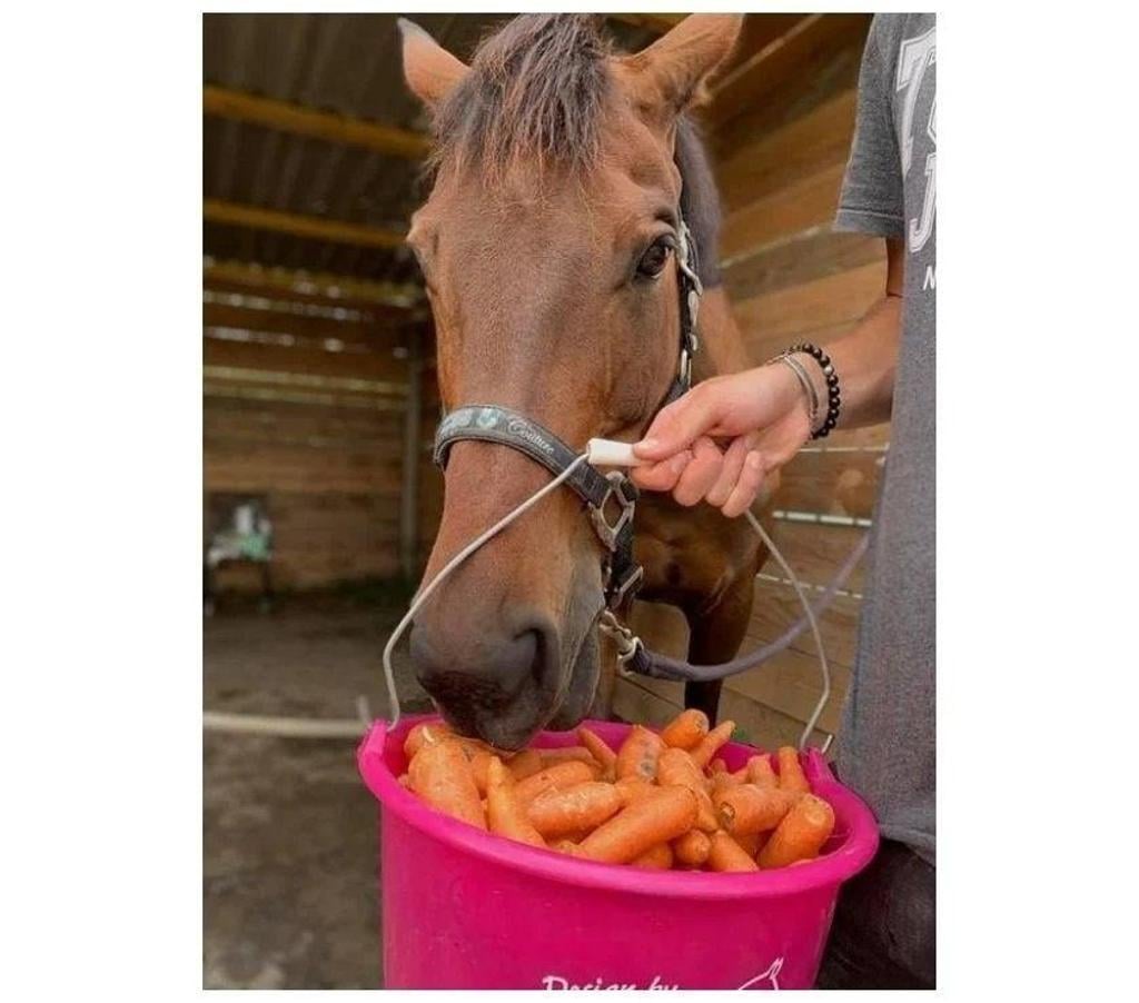 Services, accessoires animaux Vaucluse Oppede - 84580 - Photos Vivastreet CAROTTES pour ANIMAUX 🥕