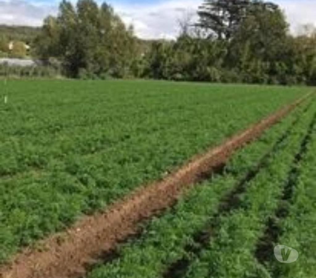 Services, accessoires animaux Vaucluse Oppede - 84580 - Photos Vivastreet CAROTTES pour ANIMAUX 🥕