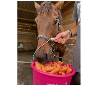 Services, accessoires - autres Oppede Vaucluse - Photos Vivastreet CAROTTES pour ANIMAUX 🥕