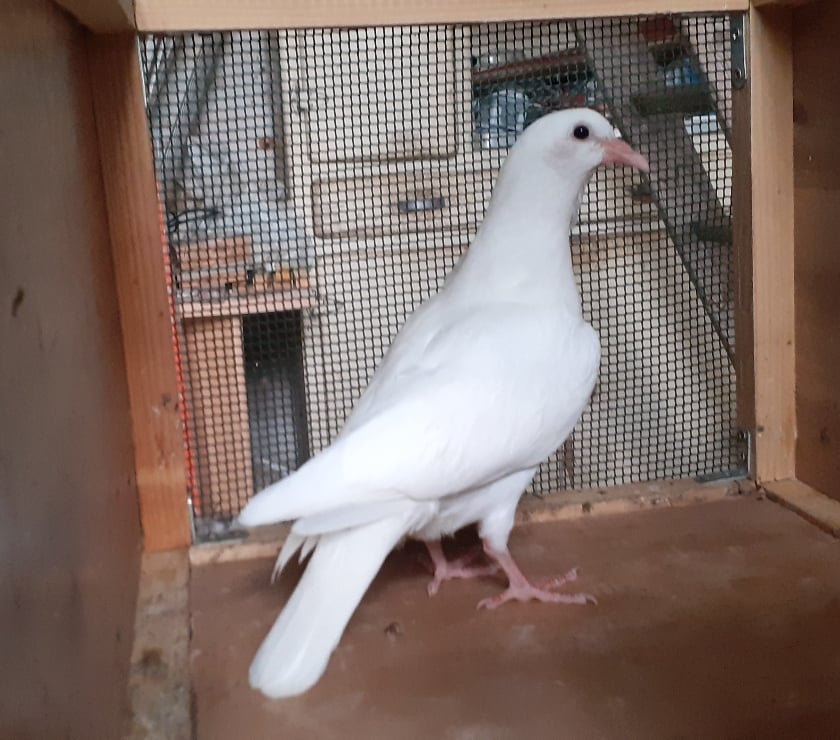 Vente animaux Begles Gironde - Photos Vivastreet PIGEONS BLANCS et MACOTS de SAINT-LOUB