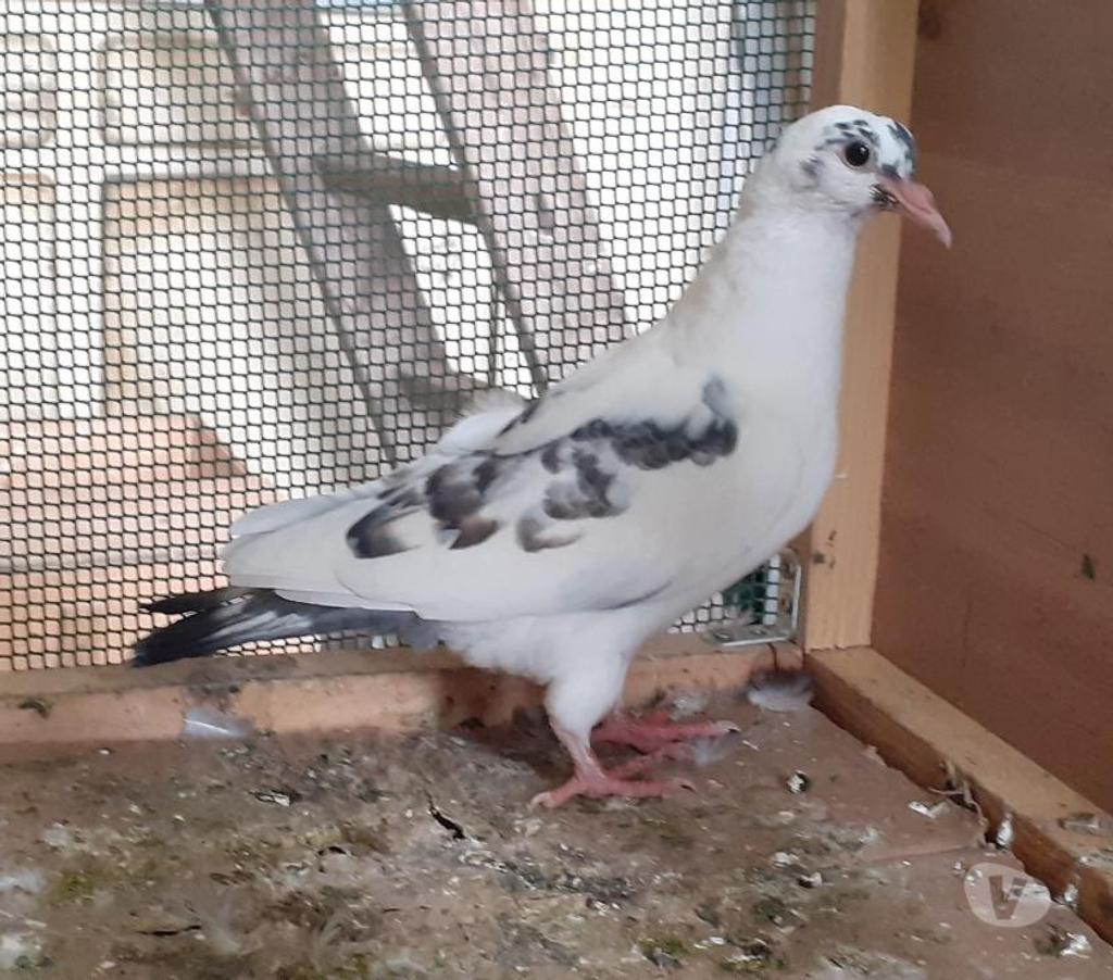 Vente Gironde Begles - 33130 - Photos Vivastreet PIGEONS BLANCS et MACOTS de SAINT-LOUB
