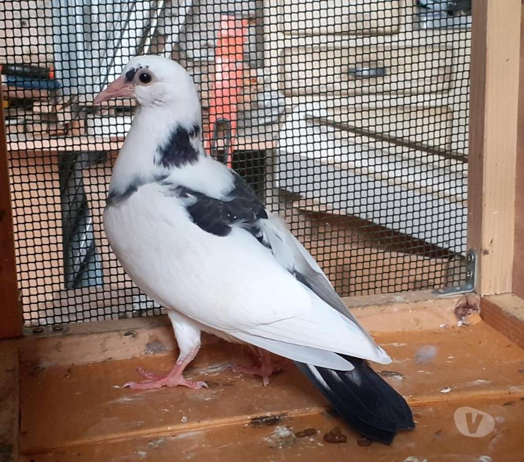 Vente Gironde Begles - 33130 - Photos Vivastreet PIGEONS BLANCS et MACOTS de SAINT-LOUB