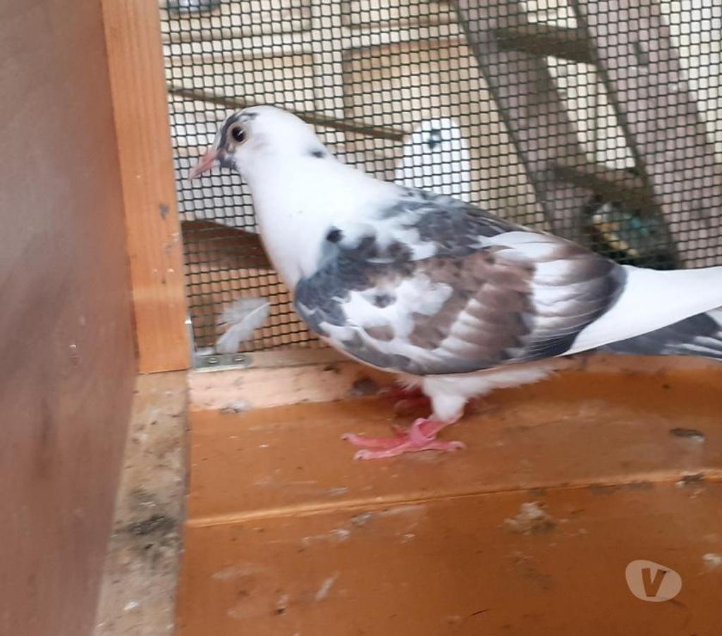 Vente Gironde Begles - 33130 - Photos Vivastreet PIGEONS BLANCS et MACOTS de SAINT-LOUB