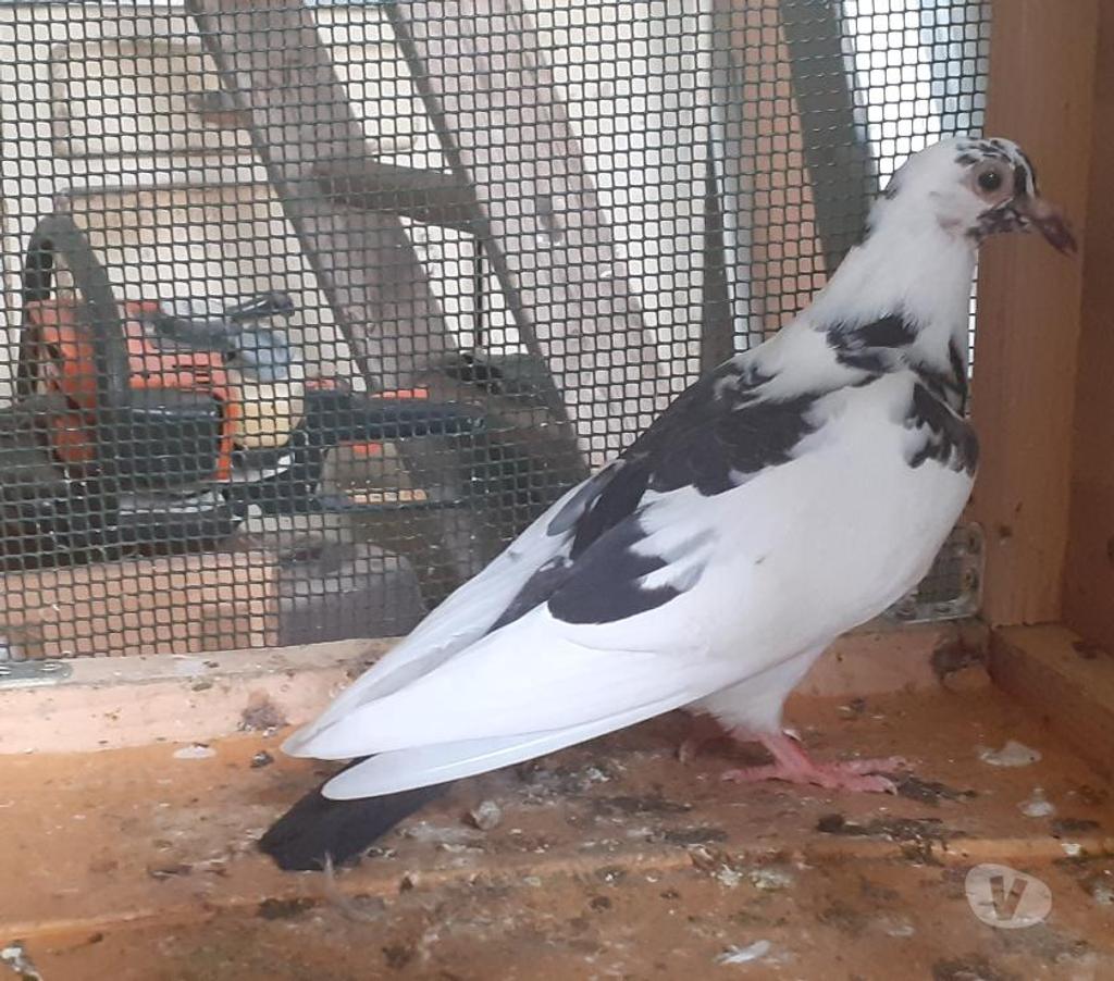 Vente Gironde Begles - 33130 - Photos Vivastreet PIGEONS BLANCS et MACOTS de SAINT-LOUB