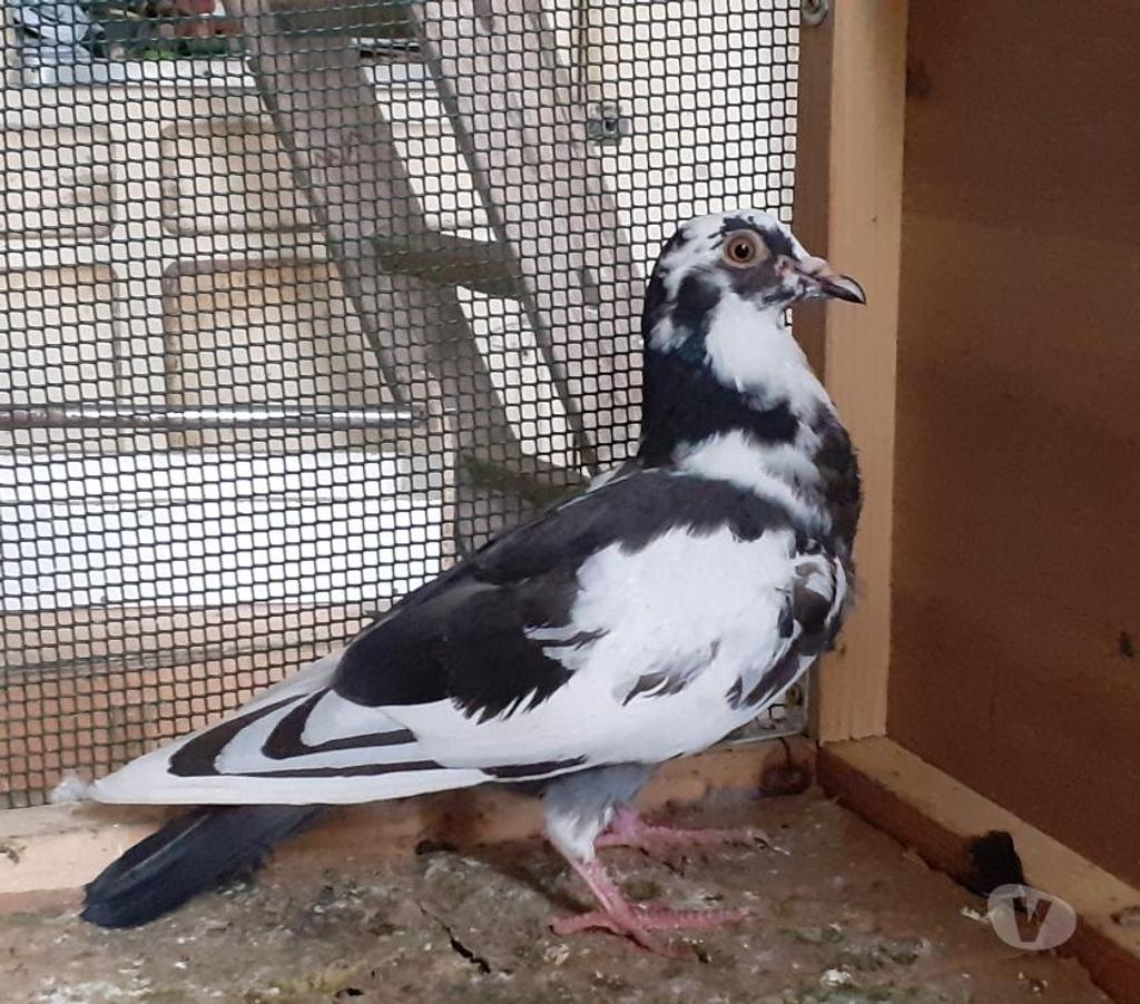Vente Gironde Begles - 33130 - Photos Vivastreet PIGEONS BLANCS et MACOTS de SAINT-LOUB