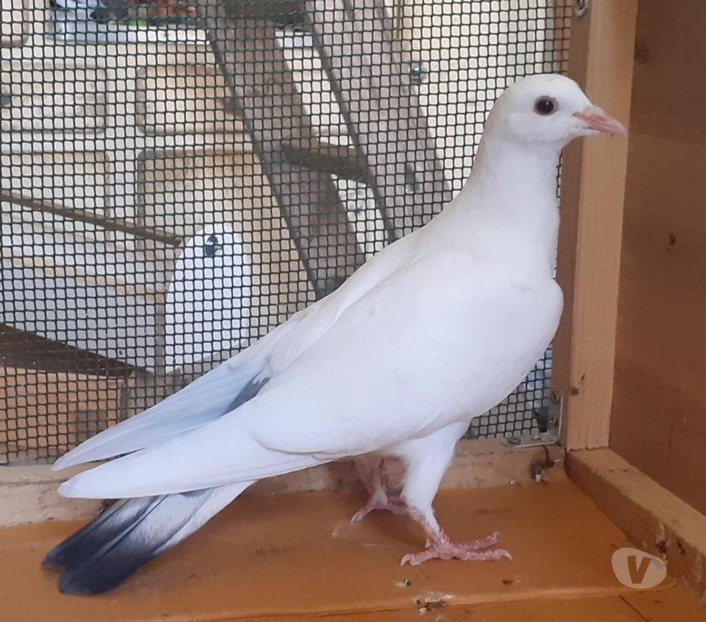 Vente Gironde Begles - 33130 - Photos Vivastreet PIGEONS BLANCS et MACOTS de SAINT-LOUB
