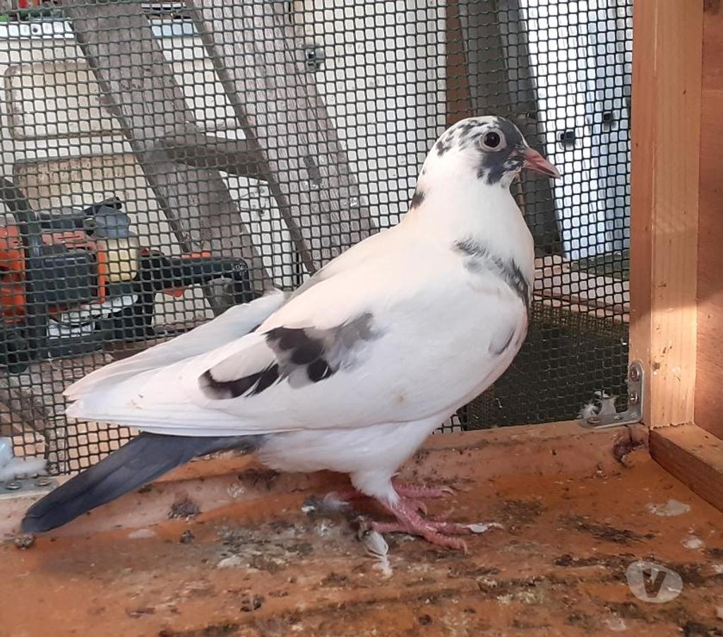 Vente Gironde Begles - 33130 - Photos Vivastreet PIGEONS BLANCS et MACOTS de SAINT-LOUB