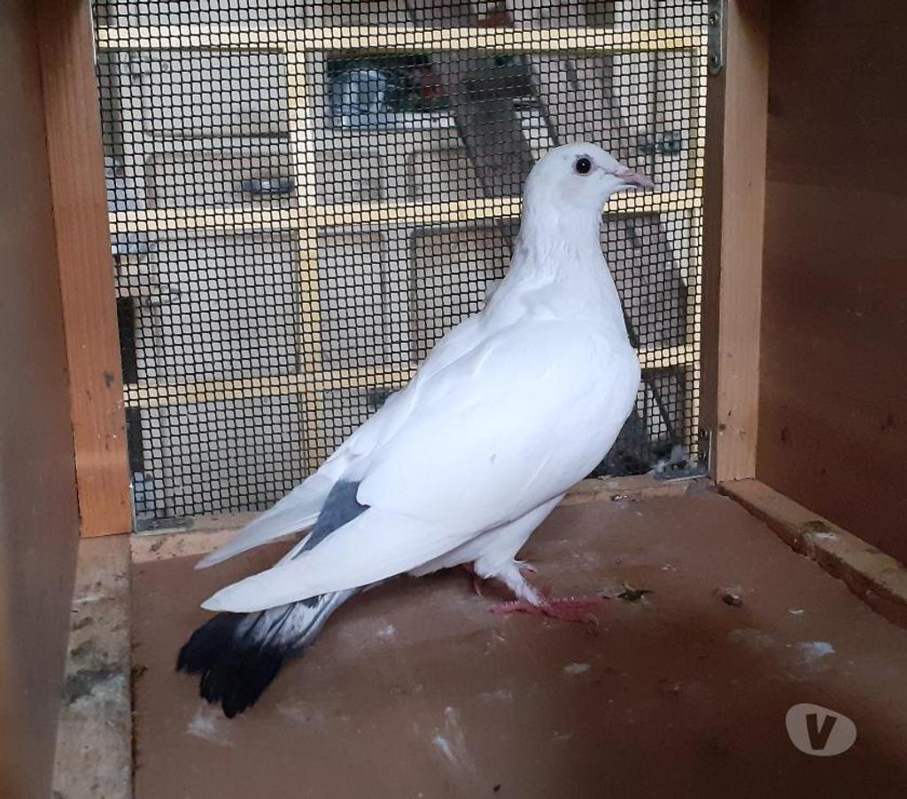 Vente Gironde Begles - 33130 - Photos Vivastreet PIGEONS BLANCS et MACOTS de SAINT-LOUB