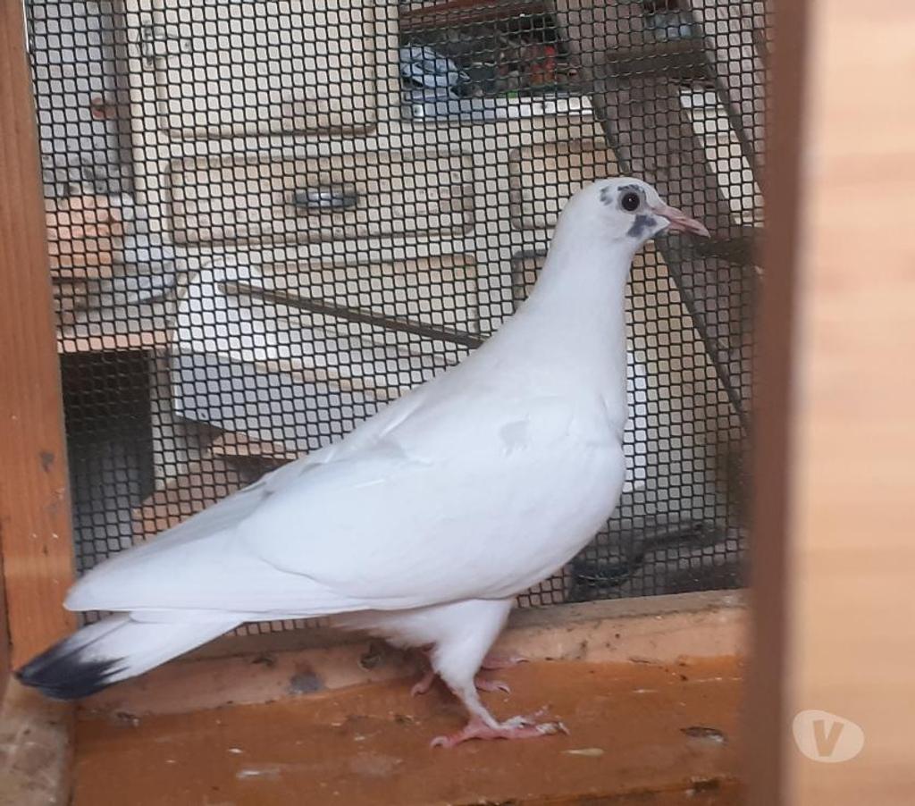 Vente Gironde Begles - 33130 - Photos Vivastreet PIGEONS BLANCS et MACOTS de SAINT-LOUB