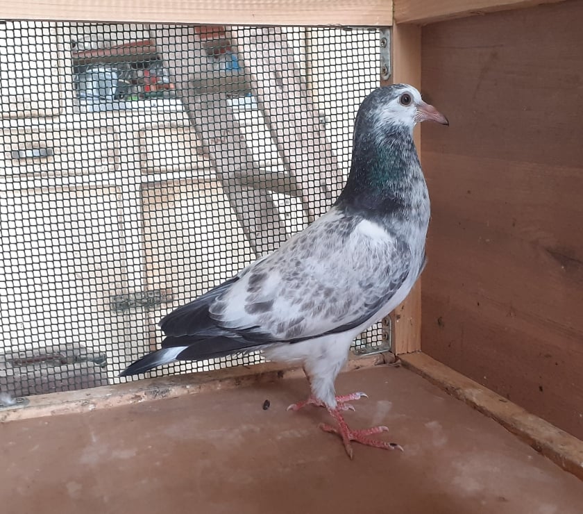 Vente Gironde Begles - 33130 - Photos Vivastreet Les PIGEONS MOSAÏQUES de SAINT-LOUB