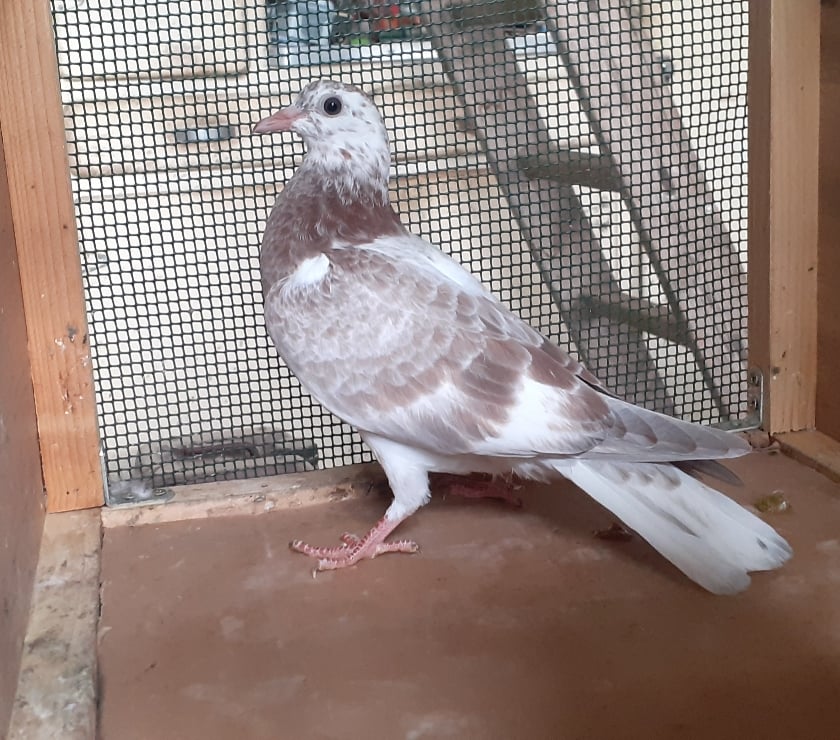 Vente Gironde Begles - 33130 - Photos Vivastreet Les PIGEONS MOSAÏQUES de SAINT-LOUB