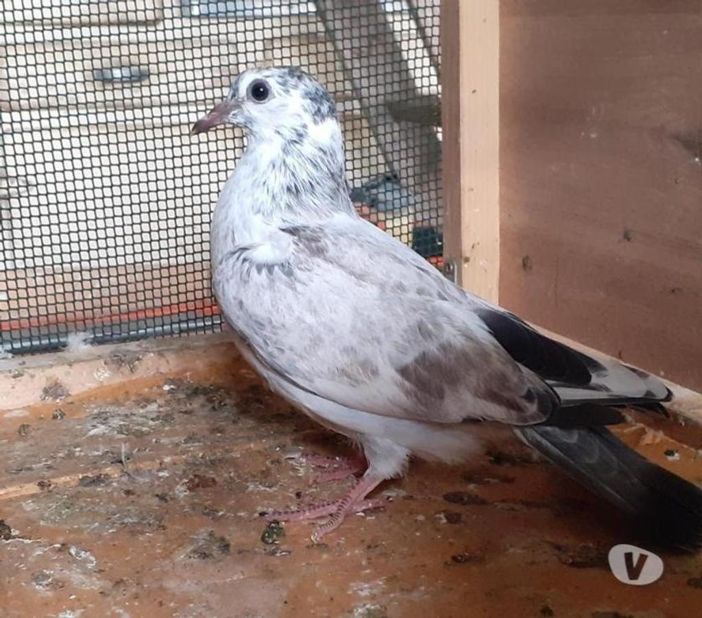 Vente Gironde Begles - 33130 - Photos Vivastreet Les PIGEONS MOSAÏQUES de SAINT-LOUB