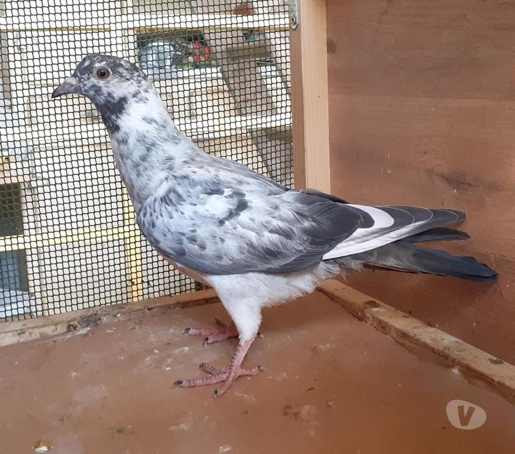 Vente Gironde Begles - 33130 - Photos Vivastreet Les PIGEONS MOSAÏQUES de SAINT-LOUB
