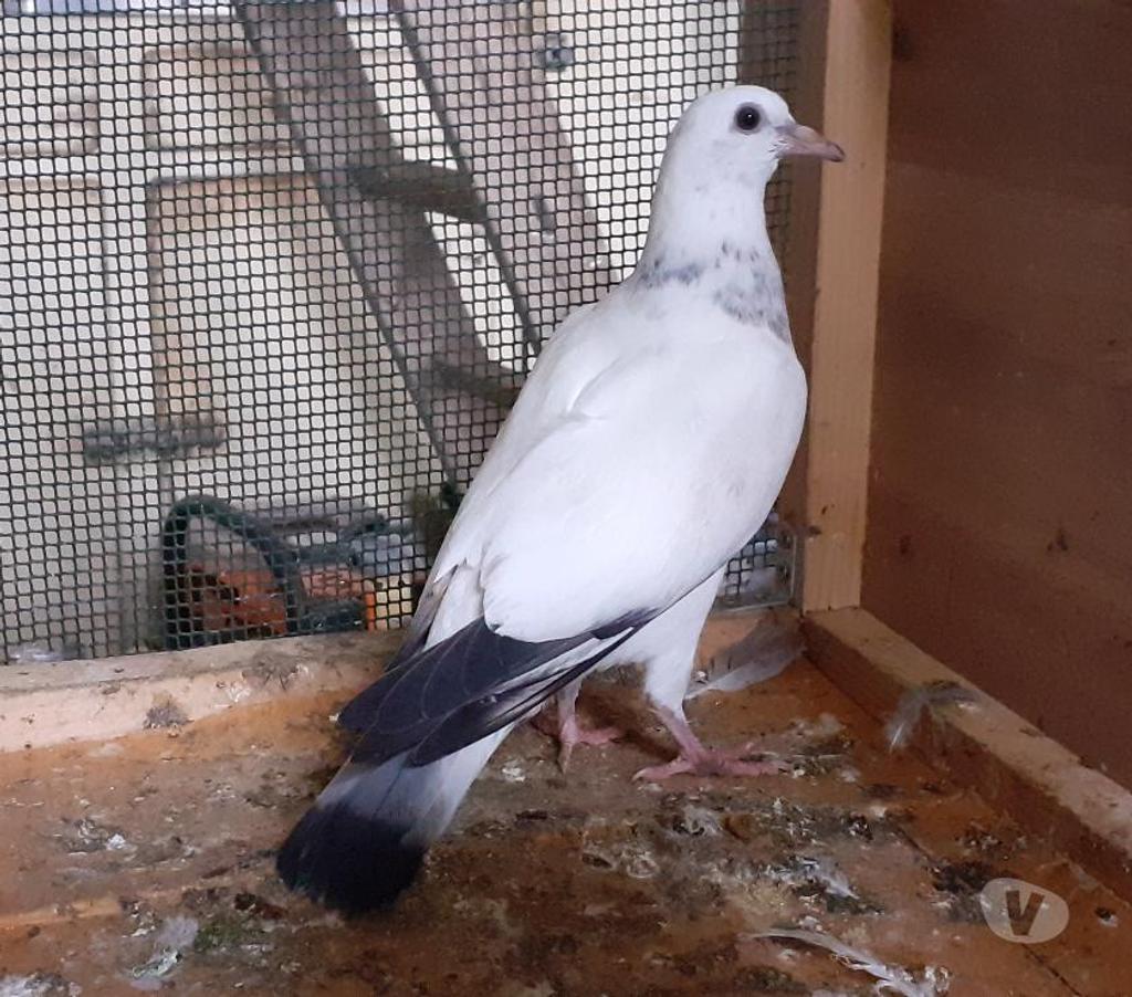 Vente Gironde Begles - 33130 - Photos Vivastreet Les PIGEONS MOSAÏQUES de SAINT-LOUB