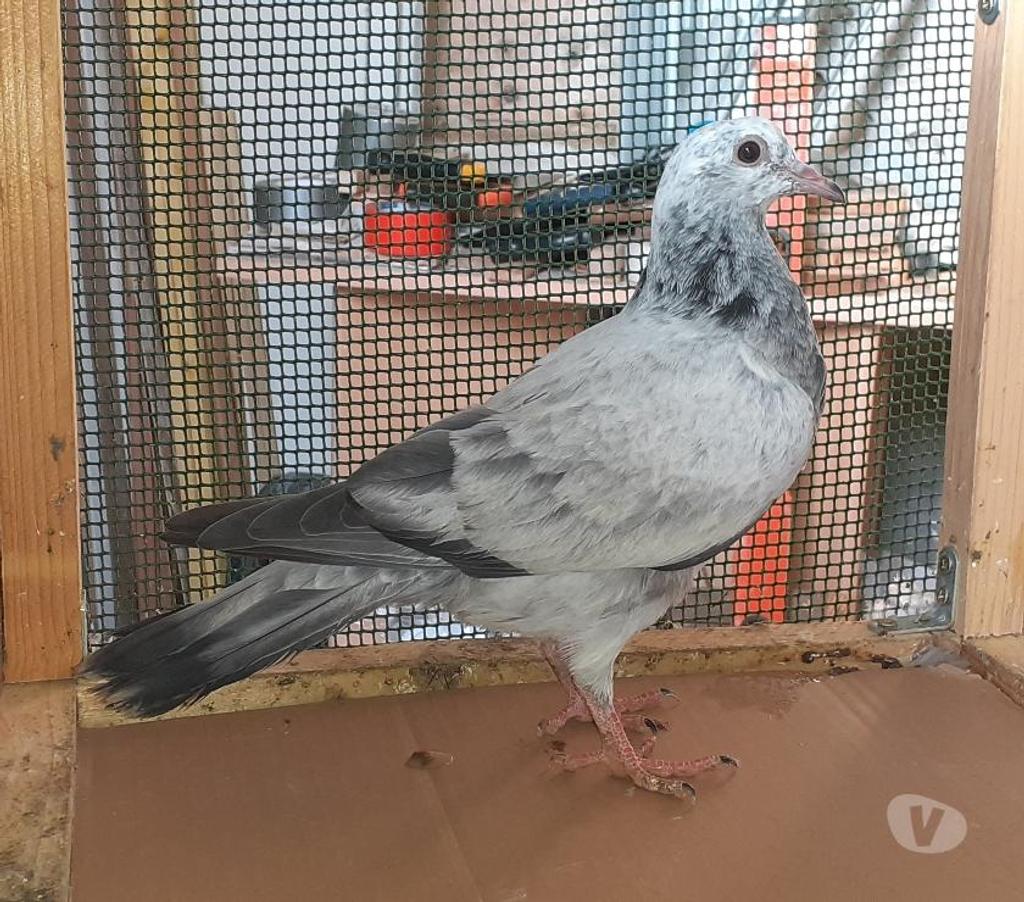 Vente Gironde Begles - 33130 - Photos Vivastreet Les PIGEONS MOSAÏQUES de SAINT-LOUB