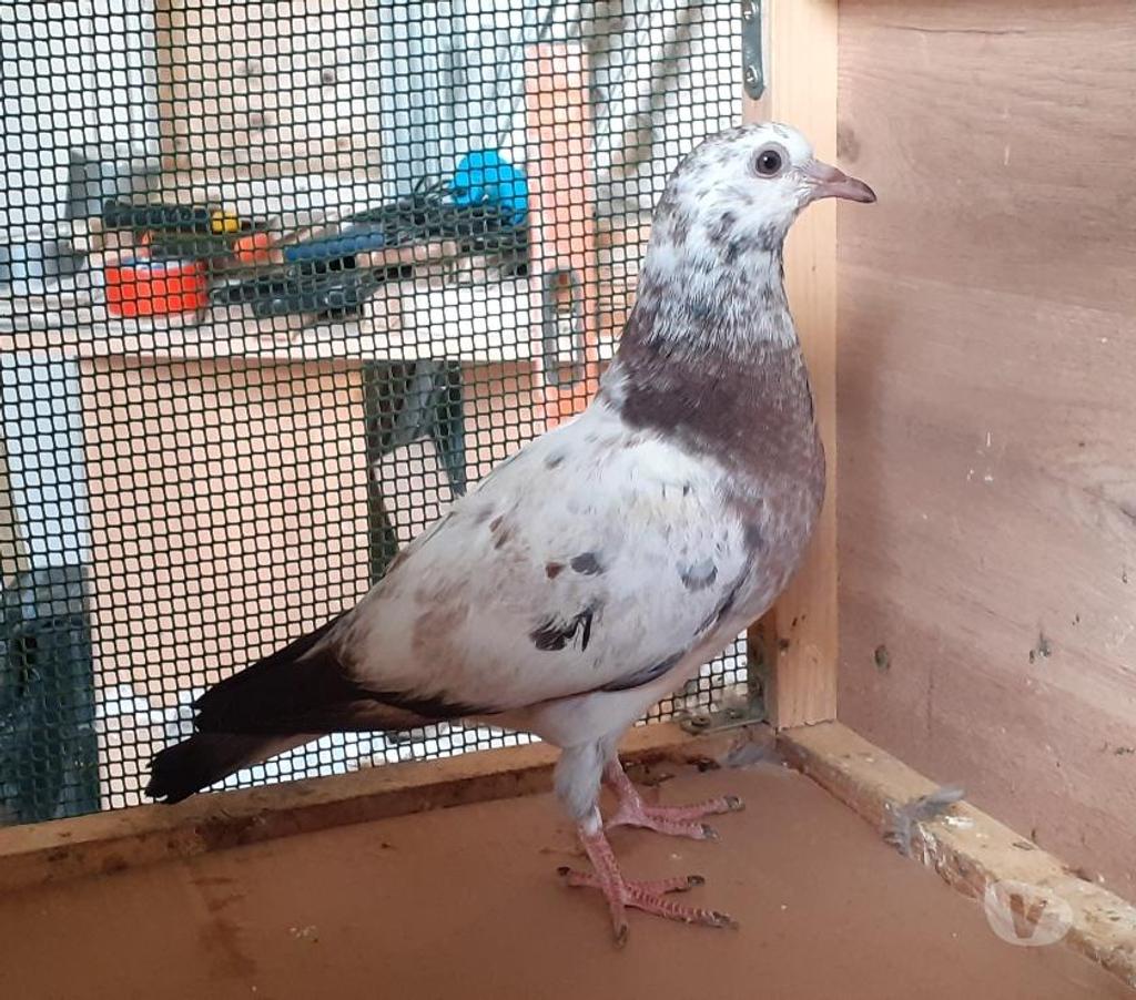 Vente Gironde Begles - 33130 - Photos Vivastreet Les PIGEONS MOSAÏQUES de SAINT-LOUB