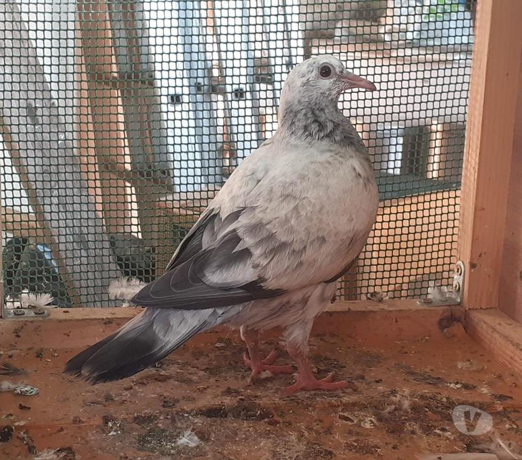 Vente Gironde Begles - 33130 - Photos Vivastreet Les PIGEONS MOSAÏQUES de SAINT-LOUB