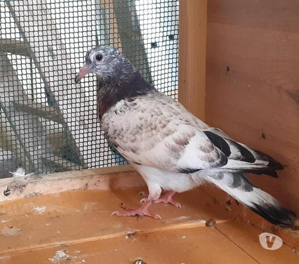 Vente Gironde Begles - 33130 - Photos Vivastreet Les PIGEONS MOSAÏQUES de SAINT-LOUB