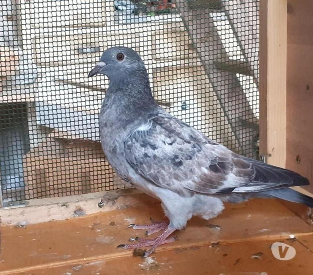 Vente Gironde Begles - 33130 - Photos Vivastreet Les PIGEONS MOSAÏQUES de SAINT-LOUB
