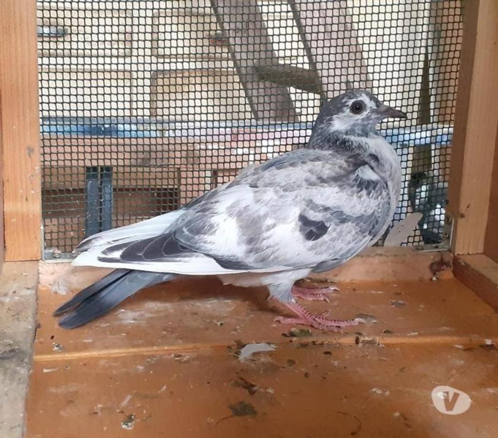 Vente Gironde Begles - 33130 - Photos Vivastreet Les PIGEONS MOSAÏQUES de SAINT-LOUB