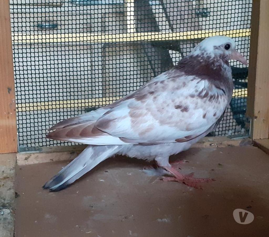 Vente Gironde Begles - 33130 - Photos Vivastreet Les PIGEONS MOSAÏQUES de SAINT-LOUB