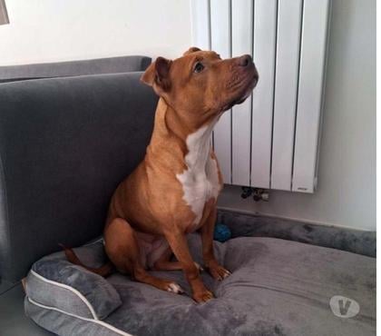 Vente animaux Nantes Nantes - Photos Vivastreet BAIKA, magnifique American Staffordshire déclassée