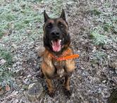 THYRION, magnifique Malinois à adopter