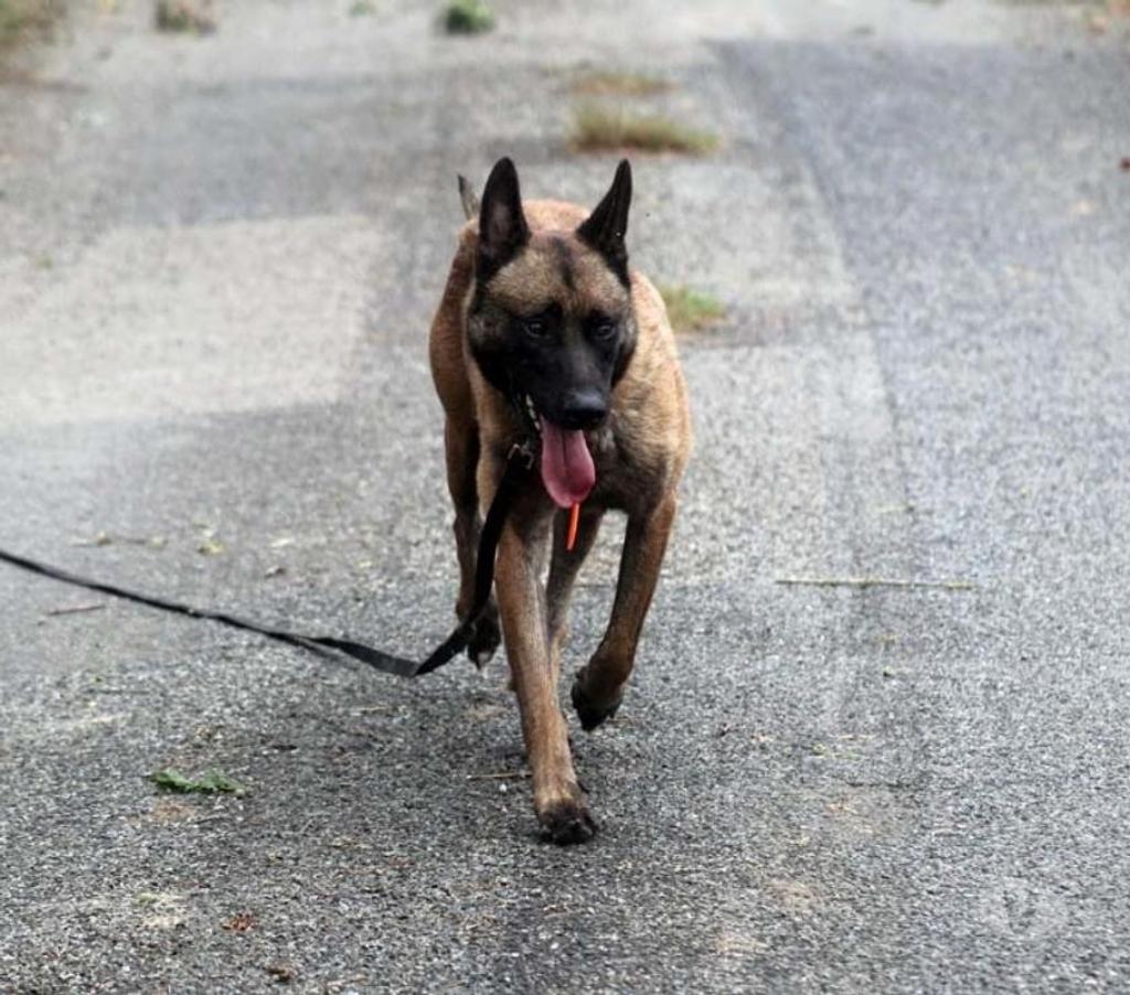 Vente Loire-Atlantique La Marne - 44270 - Photos Vivastreet THYRION, magnifique Malinois à adopter