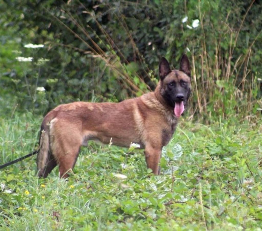 Vente Loire-Atlantique La Marne - 44270 - Photos Vivastreet THYRION, magnifique Malinois à adopter