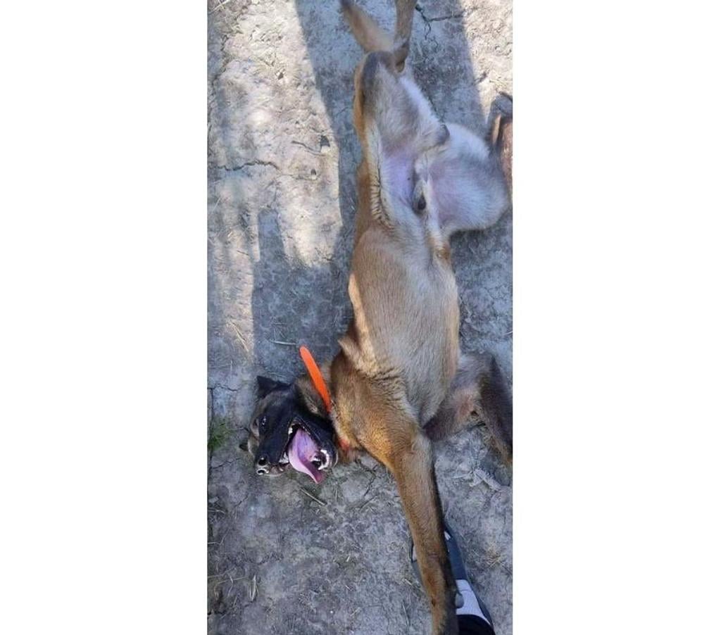 Vente Loire-Atlantique La Marne - 44270 - Photos Vivastreet THYRION, magnifique Malinois à adopter