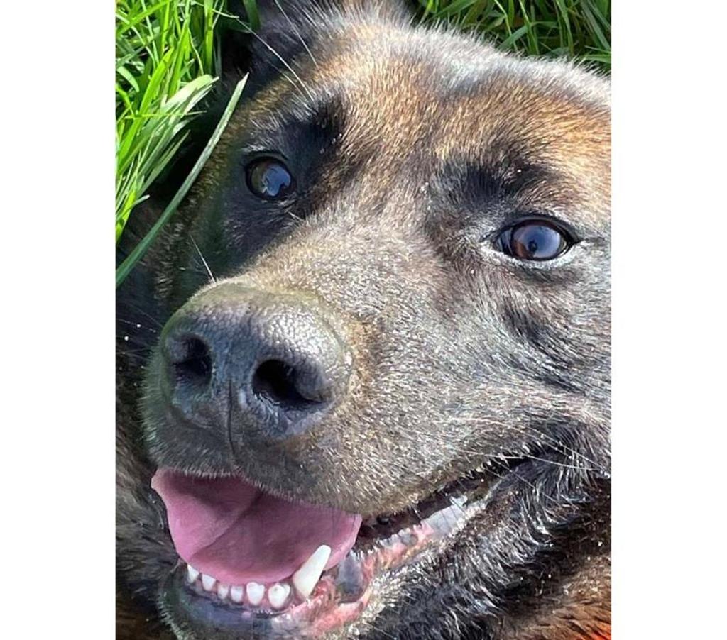 Vente Loire-Atlantique La Marne - 44270 - Photos Vivastreet THYRION, magnifique Malinois à adopter