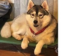 SHELBI HUSKY 3,5ans LOF (NON LOF) cherche famille VAR