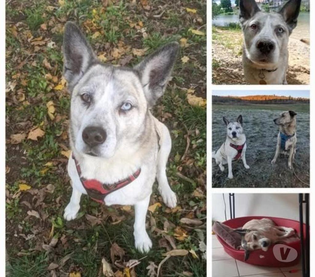 Don animaux Rhône Venissieux - 69200 - Photos Vivastreet Chien GAZY à l adoption