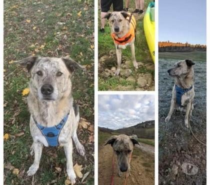 Don animaux Venissieux Rhône - Photos Vivastreet Chien LUFFY à l adoption